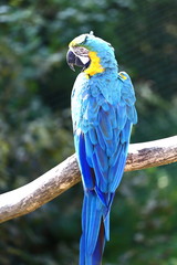 Derrière la couleur jaune, la bleue