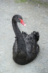 Obraz premium black swan