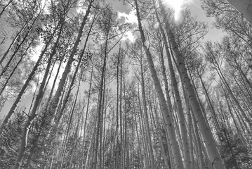 in an aspen forest