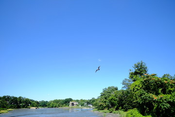 Seagull in flight