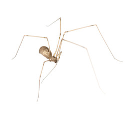 Spider on spider web