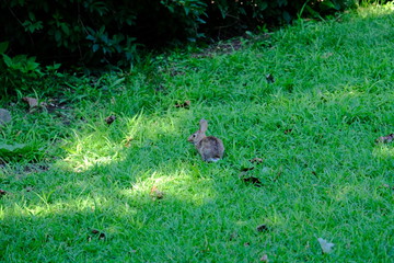 Fototapeta premium Rabbit