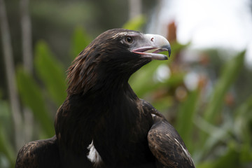 wedge tailed eagle
