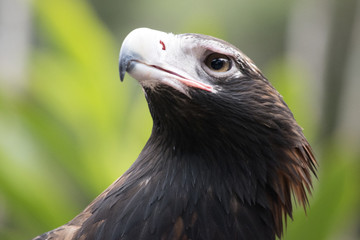 wedge tailed eagle