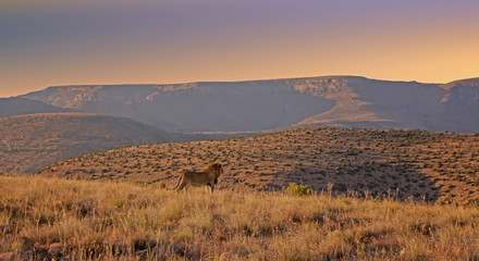 Male Lion At Sunrise