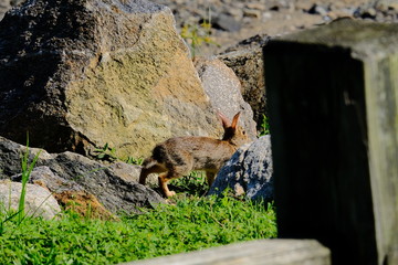 Rabbit