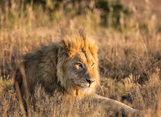 Male Lion At Sunrise
