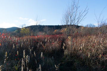 Graveyard Fields 2