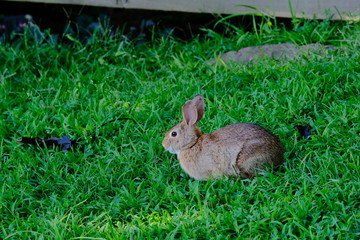 Rabbit