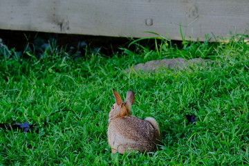 Rabbit