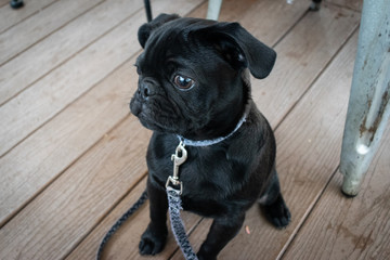Pug 2