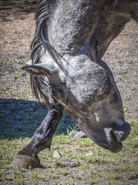 Wild Gray Mustang Horse Rubbing His Face On His Front Leg