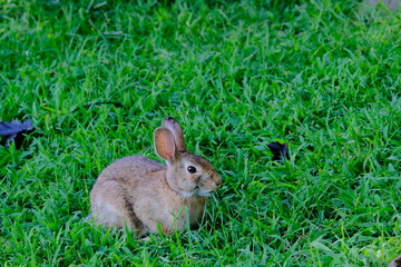 Rabbit