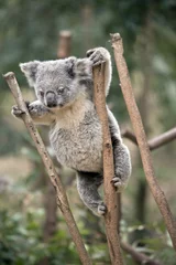 Papier Peint photo autocollant Koala joey koala