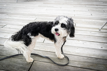 Poodle Mix