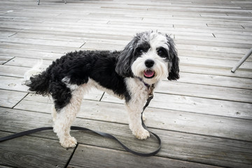 Poodle Mix