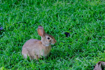 Rabbit