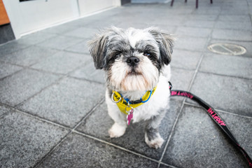 Shih Tzu