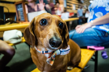 Weenie 3