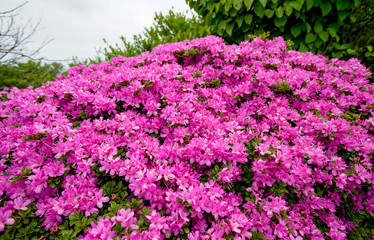 猟師岳　ミヤマキリシマ