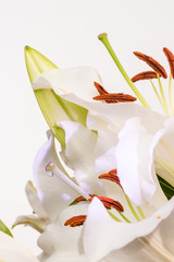 Lilies, macro closeup nectar drop. (c)Bob Bingham Photo © Bob Bingham