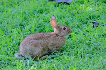 Rabbit