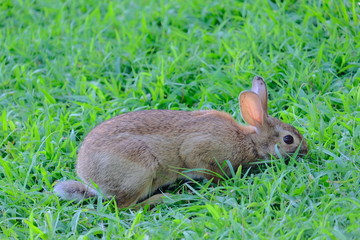 Rabbit