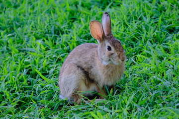 Rabbit