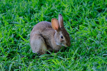 Rabbit