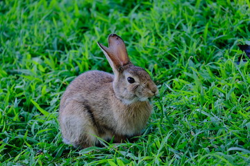 Rabbit