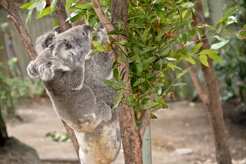 Papier Peint photo Lavable Koala koala and joey