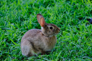 Fototapeta premium Rabbit