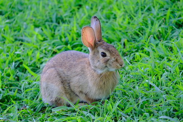 Rabbit