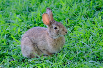 Rabbit