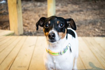 Jack Russell