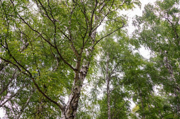 Fototapeta premium Summer birch forests