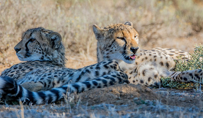 Juvenile Cheetahs