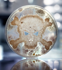 Petri dish growing bacteria in the shape of a skull and crossbones