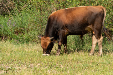 Bulls and cows in nature
