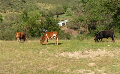 Bulls and cows in nature