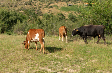 Bulls and cows in nature