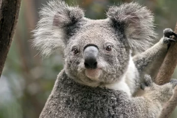 Wandaufkleber Joey Koala © susan flashman