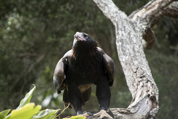 wedge tailed eagle