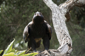 wedge tailed eagle