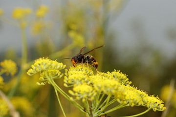 Primer plano de una avispa velutina