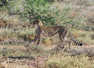 Juvenile Cheetah
