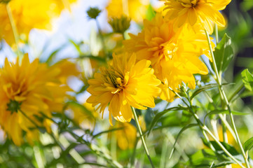 yellow chrysanthemum plants