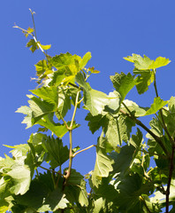 leaves of grapes