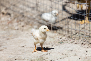 chicken with cub in the cage