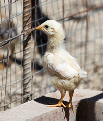 chicken with cub in the cage